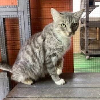 Rescue Domestic Short Hair Cats for Adoption in Los Angeles, California - Birthday Party | PetCurious