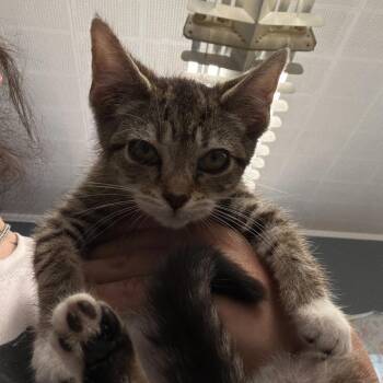 Domestic Short Hair Cats Available for Adoption in Summerlee, West Virginia - Frack | PetCurious