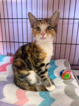 Cupcake -  Domestic Short Hair Cat for Adoption in Freeport, New York - Cupcake | PetCurious