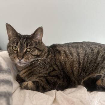 Susu -  Domestic Short Hair Cat for Adoption in Renton, Washington - Susu | PetCurious