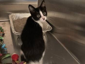 WILLOW -  Domestic Short Hair Cat for Adoption in Tustin, California - WILLOW | PetCurious