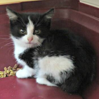 Domestic Short Hair Cats Available for Adoption - Willa Rockbridge (bonded W/Wendy Rockbridge) | PetCurious