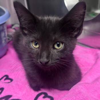 Ned Flanders -  Domestic Short Hair Cat for Adoption in Indianapolis, Indiana - Ned Flanders | PetCurious