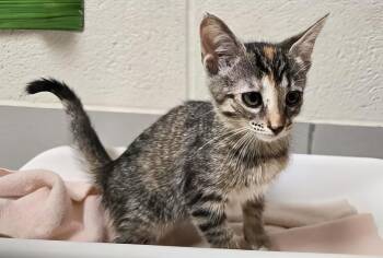 Abigail -  Domestic Short Hair Cat for Adoption in Nashville, Tennessee - Abigail | PetCurious
