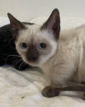 Siamese Cats Available for Adoption - Kira-Portofino PetSmart | PetCurious