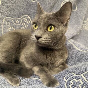 Ketchup -  Domestic Short Hair Cat for Adoption in Hawthorne, California - Ketchup | PetCurious