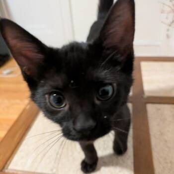 Hot Fudge -  Domestic Short Hair Cat for Adoption in Evanston, Illinois - Hot Fudge | PetCurious