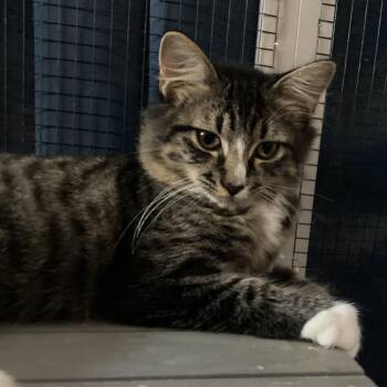 Alvaro JA -  Domestic Medium Hair Cat for Adoption in Tallahassee, Florida - Alvaro JA | PetCurious