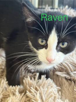 Rescue Domestic Short Hair Cats for Adoption in Saint Francisville, Louisiana - Raven | PetCurious