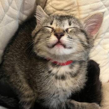 Domestic Short Hair Cats Available for Adoption in Sunnyvale, California - Fontina (Red) | PetCurious
