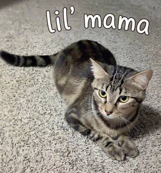 Lil