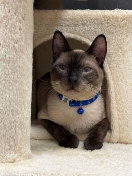 Latte -  Siamese Cat for Adoption in Burnaby, British Columbia - Latte | PetCurious
