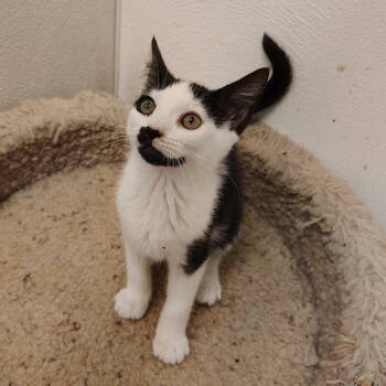 Fried Rice -  Domestic Short Hair Cat for Adoption in Indiana, Pennsylvania - Fried Rice | PetCurious