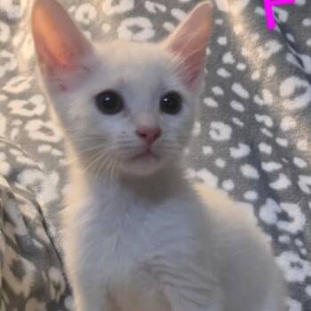 Nessie -  Domestic Short Hair Cat for Adoption in South Elgin, Illinois - Nessie | PetCurious