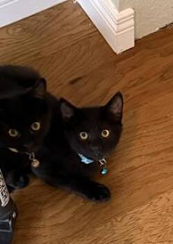 Glory A Little Black Beauty Who Gives Kisses -  Domestic Short Hair Cat for Adoption in Prescott, Arizona - Glory A Little Black Beauty Who Gives Kisses | PetCurious