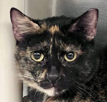 Domestic Short Hair Cats Available for Adoption - Patricia | PetCurious