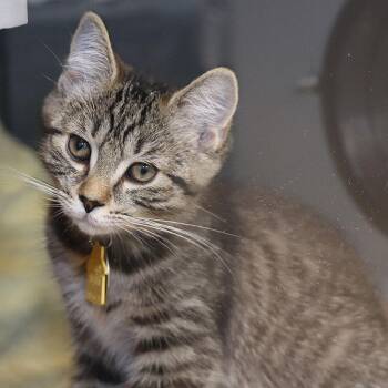 Wiggles -  Domestic Short Hair Cat for Adoption in Port Washington, New York - Wiggles | PetCurious