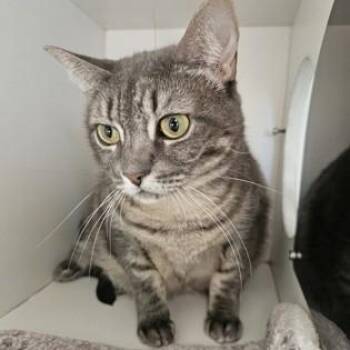 Athena -  Domestic Short Hair Cat for Adoption in Phoenixville, Pennsylvania - Athena | PetCurious