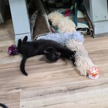 Screamer -  Domestic Short Hair Cat for Adoption in Maple Falls, Washington - Screamer | PetCurious