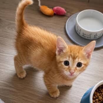 O. G -  Domestic Short Hair Cat for Adoption in Tustin, California - O. G | PetCurious