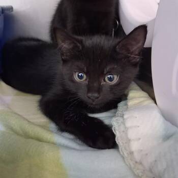 VARYN -  Domestic Short Hair Cat for Adoption in Fort Walton Beach, Florida - VARYN | PetCurious
