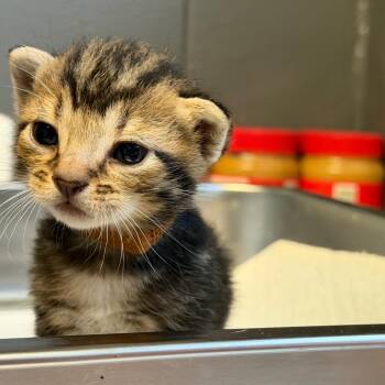 TUSC-Stray-85345 -  Domestic Short Hair Cat for Adoption in Tuscaloosa, Alabama - TUSC-Stray-85345 | PetCurious