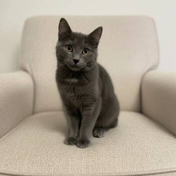 Rescue Domestic Medium Hair Cats for Adoption in Pittsfield, Illinois - Sage | PetCurious