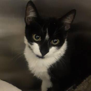 Penguin -  Domestic Short Hair Cat for Adoption in Spokane, Washington - Penguin | PetCurious