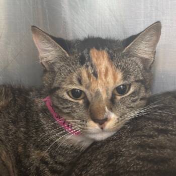 Rescue Domestic Short Hair Cats for Adoption in Lakeland, Florida - Sage | PetCurious