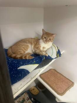 Domestic Short Hair Cats Available for Adoption in Cleveland, Ohio - Reggae | PetCurious