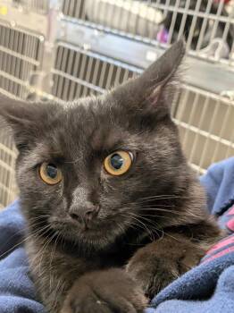 George -  Domestic Short Hair Cat for Adoption in Sandusky, Ohio - George | PetCurious