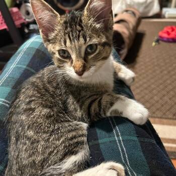 Sylvie 0726 -  Domestic Short Hair Cat for Adoption - Sylvie 0726 | PetCurious