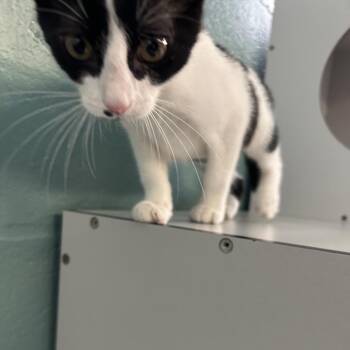Samantha -  Domestic Short Hair Cat for Adoption in Sarasota, Florida - Samantha | PetCurious