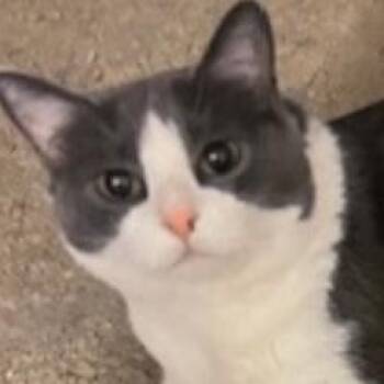 Domestic Short Hair Cats Available for Adoption in Lucas, Texas - Gracie | PetCurious