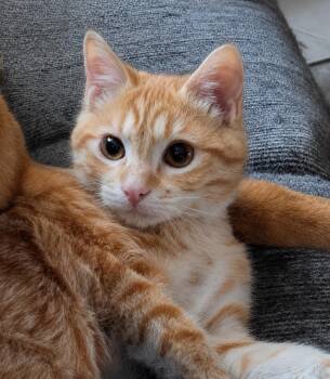 Fergie -  Domestic Medium Hair Cat for Adoption in Fort Worth, Texas - Fergie | PetCurious