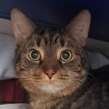 Domestic Short Hair Cats Available for Adoption - Eric Andre 3000 | PetCurious