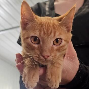 Rescue Domestic Short Hair Cats for Adoption in Corydon, Indiana - Chili | PetCurious