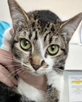 Domestic Short Hair Cats Available for Adoption - *La Quinta* | PetCurious