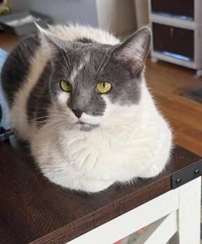 Domestic Short Hair Cats Available for Adoption in Newark, New Jersey - Frankie | PetCurious