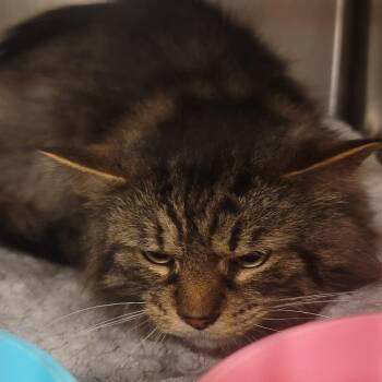 Domestic Long Hair Cats Available for Adoption in Tipton, Indiana - Briar | PetCurious