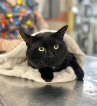 Pousse-mine -  Domestic Short Hair Cat for Adoption in Montreal, Quebec - Pousse-mine | PetCurious