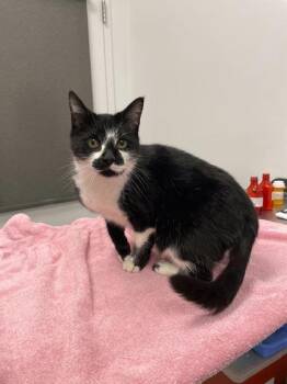 Smoochee -  Domestic Short Hair Cat for Adoption in Kansas City, Missouri - Smoochee | PetCurious