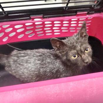 Fade -  Domestic Short Hair Cat for Adoption in Jupiter, Florida - Fade | PetCurious