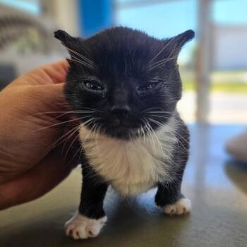 Domestic Short Hair Cats Available for Adoption in Montgomery, Alabama - Freyja | PetCurious