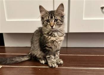 FOREST -  Domestic Medium Hair Cat for Adoption in Ames, Iowa - FOREST | PetCurious