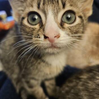 Rescue Tabby Cats for Adoption in Lawrenceville, Georgia - Java | PetCurious