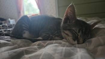 Rescue Domestic Short Hair Cats for Adoption in Minneapolis, Minnesota - Chipmunk | PetCurious