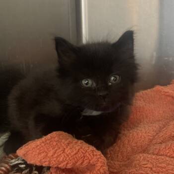 Rescue Domestic Long Hair Cats for Adoption in Lynchburg, Virginia - Funk | PetCurious