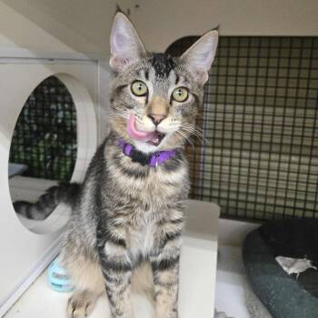Rescue Domestic Short Hair Cats for Adoption in Clayton, California - Pertico | PetCurious