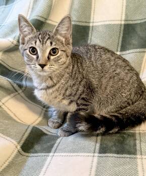 Penelope -  Domestic Short Hair and Tabby Cat for Adoption in Greensboro, North Carolina - Penelope | PetCurious